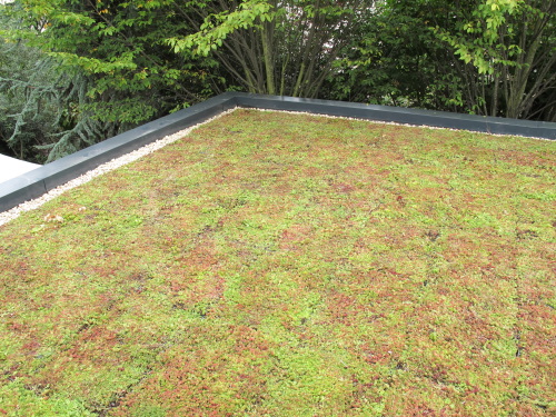 Vgtalisation du toit bungalow de jardin