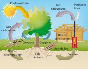 Le bois puits de carbone