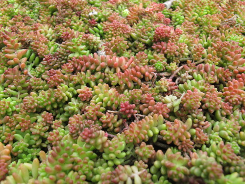 Sedum bureau de jardin